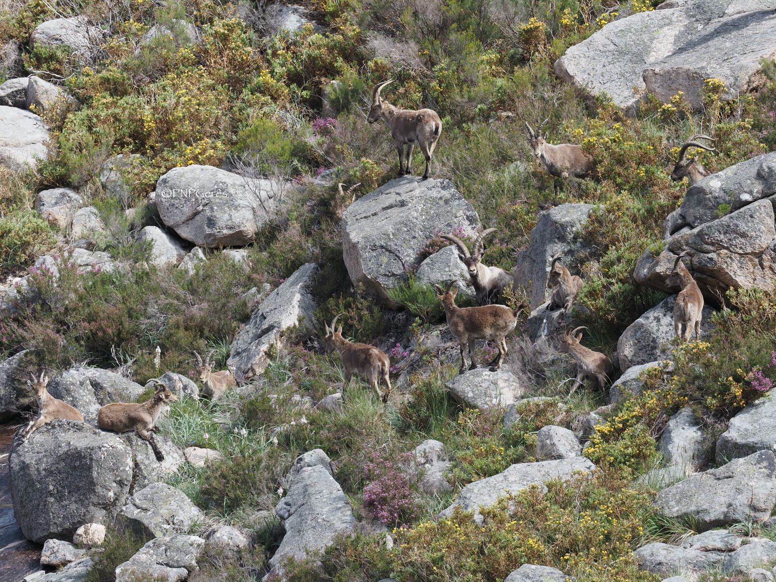Cabra-Montês – Capra Pyrenaica – Uma família feliz