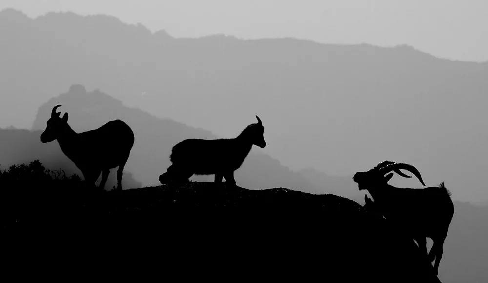 Cabra-Montês – Capra Pyrenaica