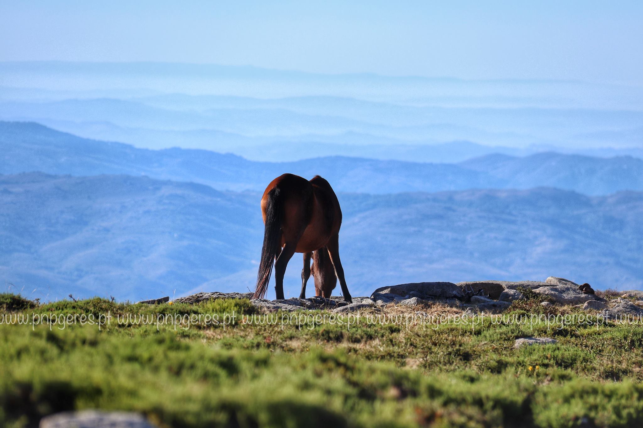 43408526_1987737357952613_6680790765293010944_o Cabra-Montês – Capra Pyrenaica