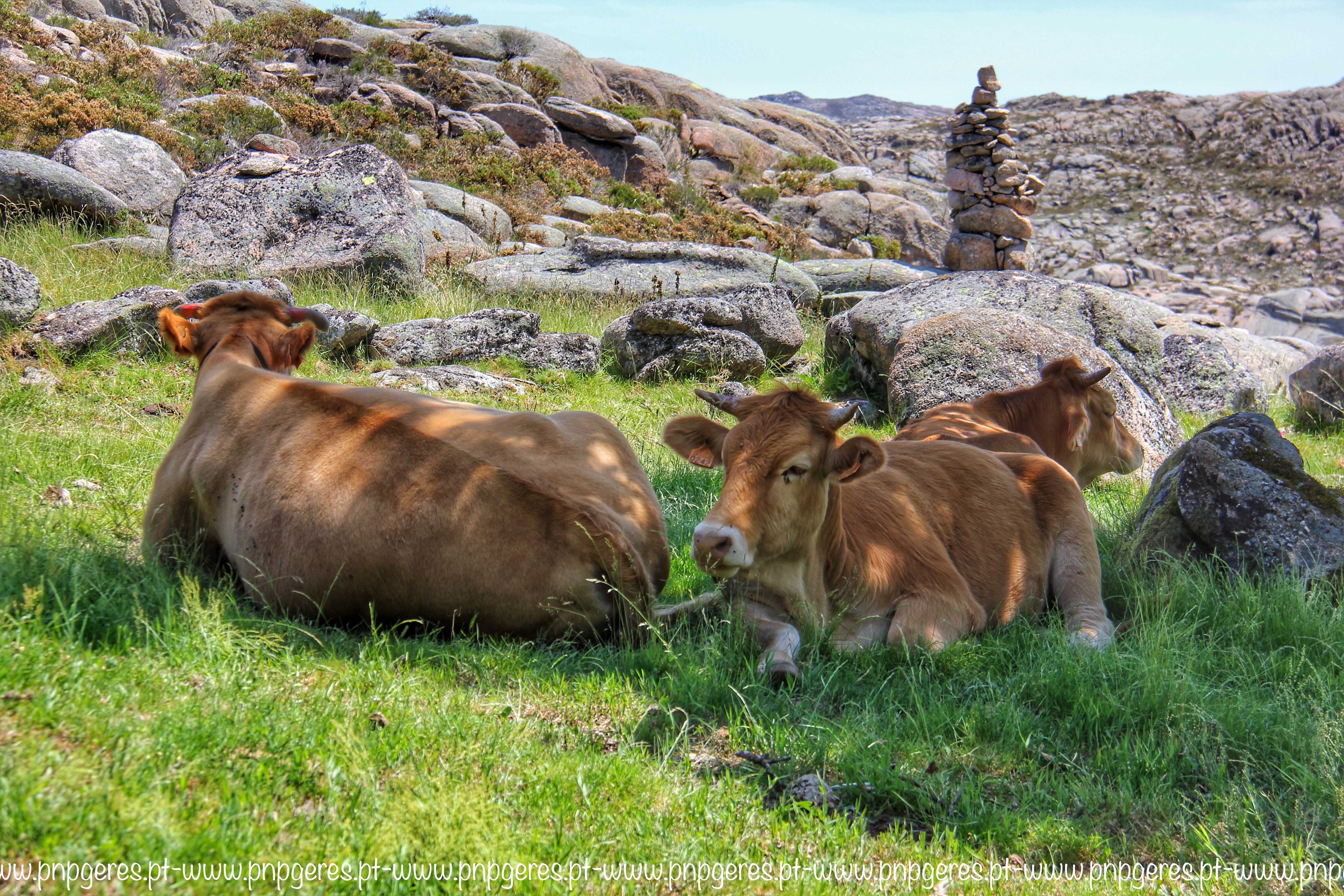 Mariola-18-04 Garranos no Parque Nacional