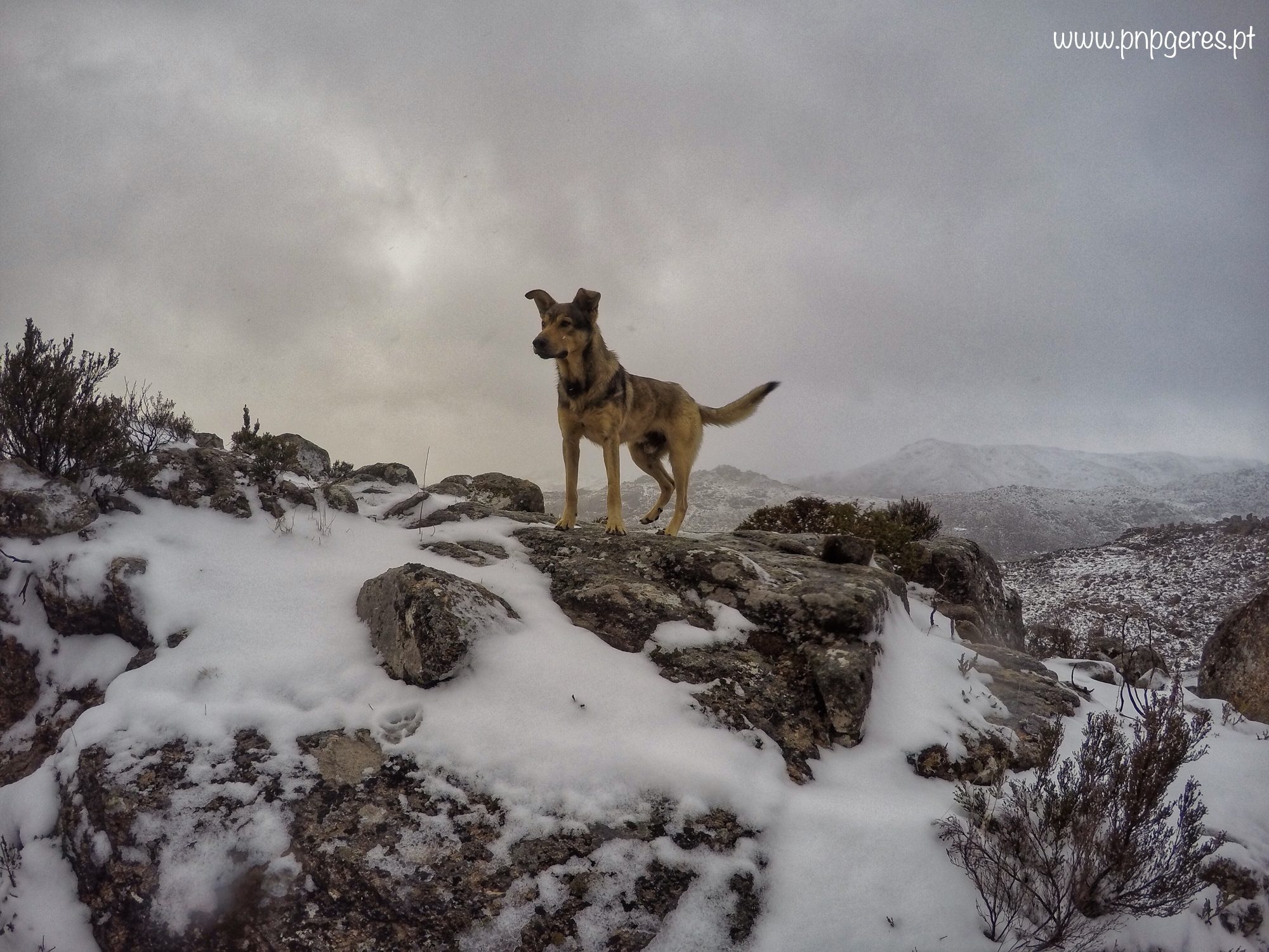 Tinoco-Neve-e1541359447353 Tinoco