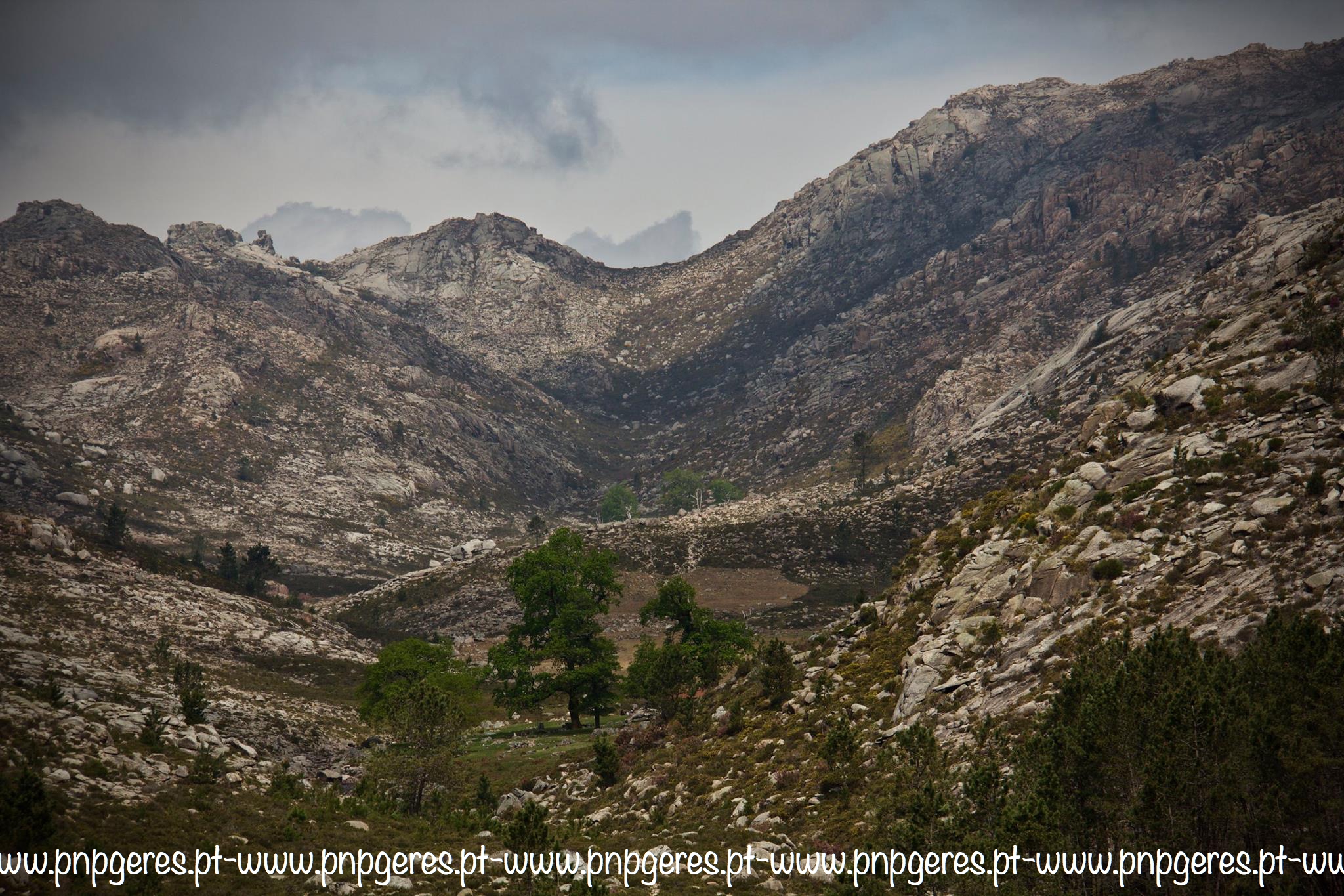 Vale-Da-Teixeira Garranos no Parque Nacional