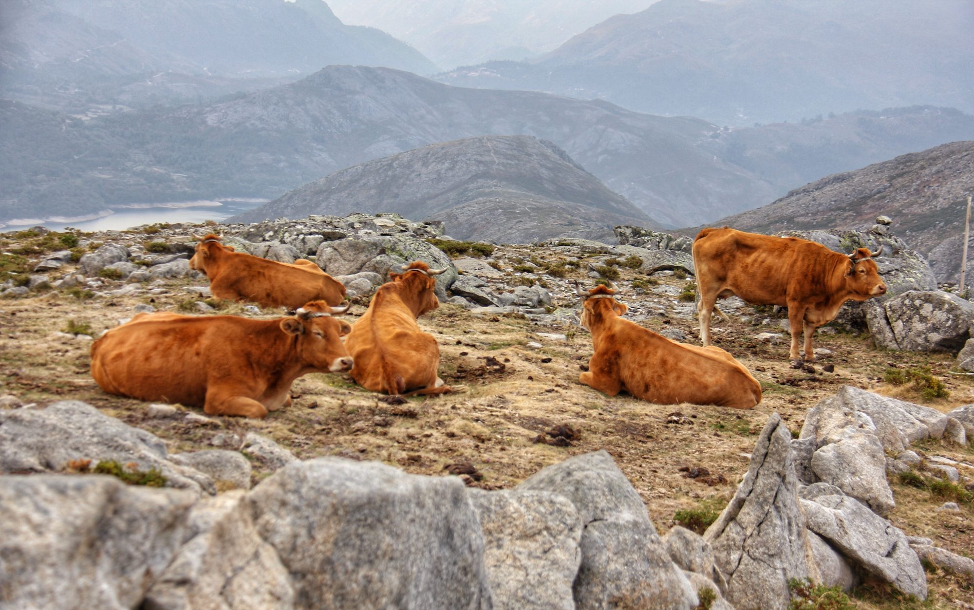 Gado-III-e1734442307960 Garranos no Parque Nacional