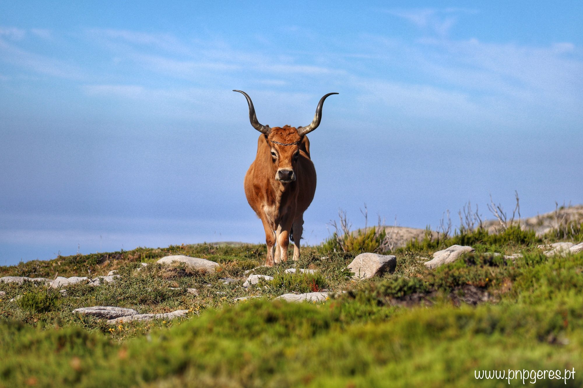Gado-28-e1540771073286 Garranos no Parque Nacional