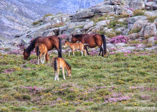 Garranos-23-e1545585064255 Cabra-Montês – Capra Pyrenaica