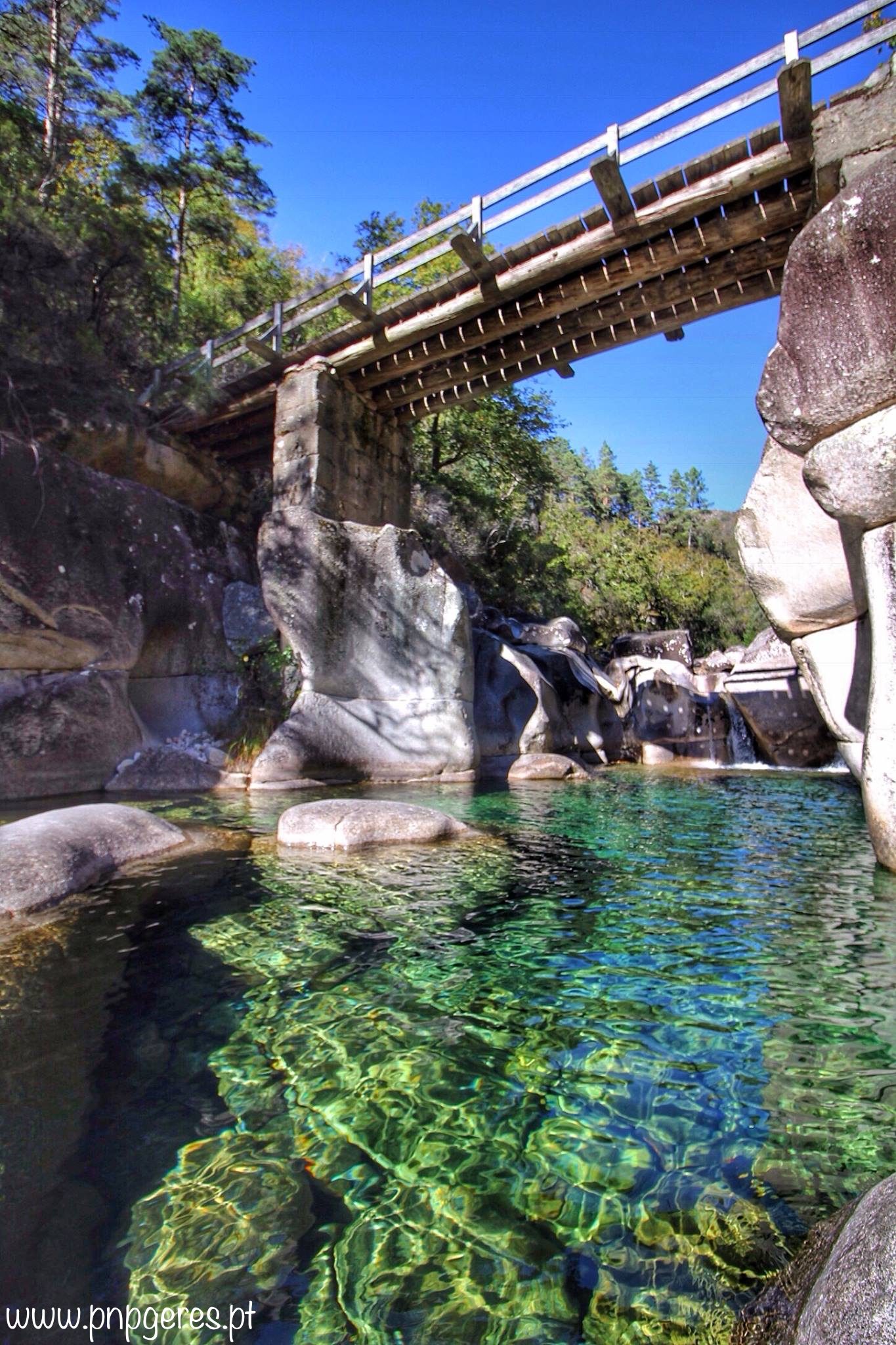 Ponte-De-Palheiros Cabra-Montês – Capra Pyrenaica