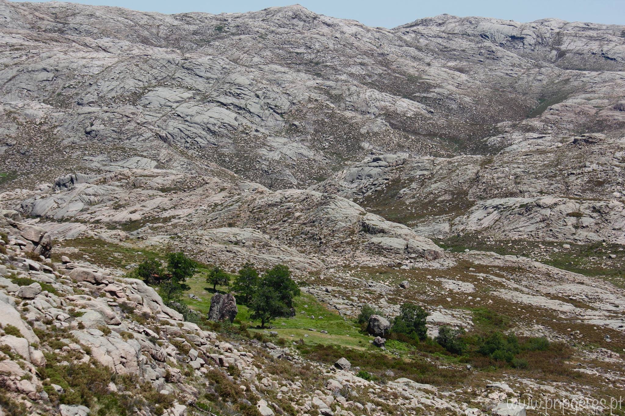 Prado-Conho-21-1 Cabra-Montês – Capra Pyrenaica