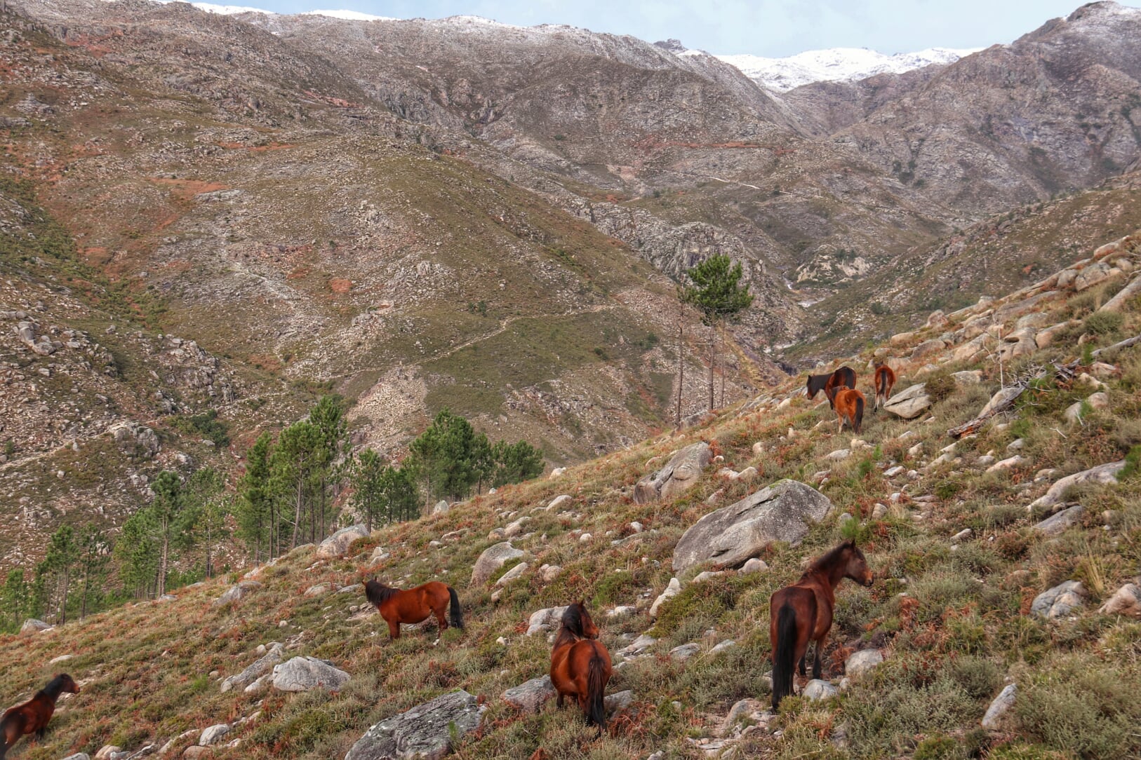 IMG_5672-01 Abrigos dos Pastores - Serra de Soajo!