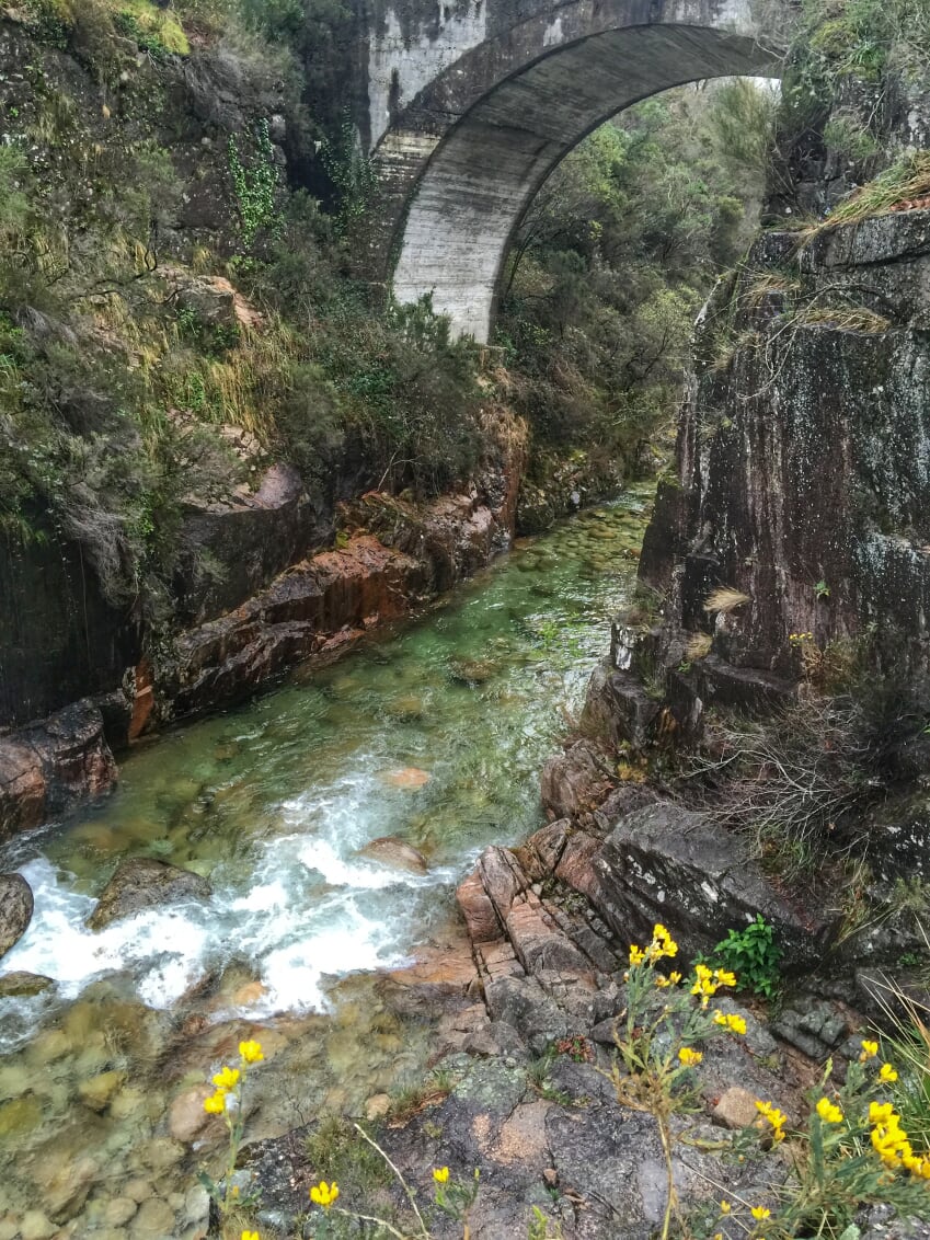 IMG_7689-01 Cabra-Montês – Capra Pyrenaica