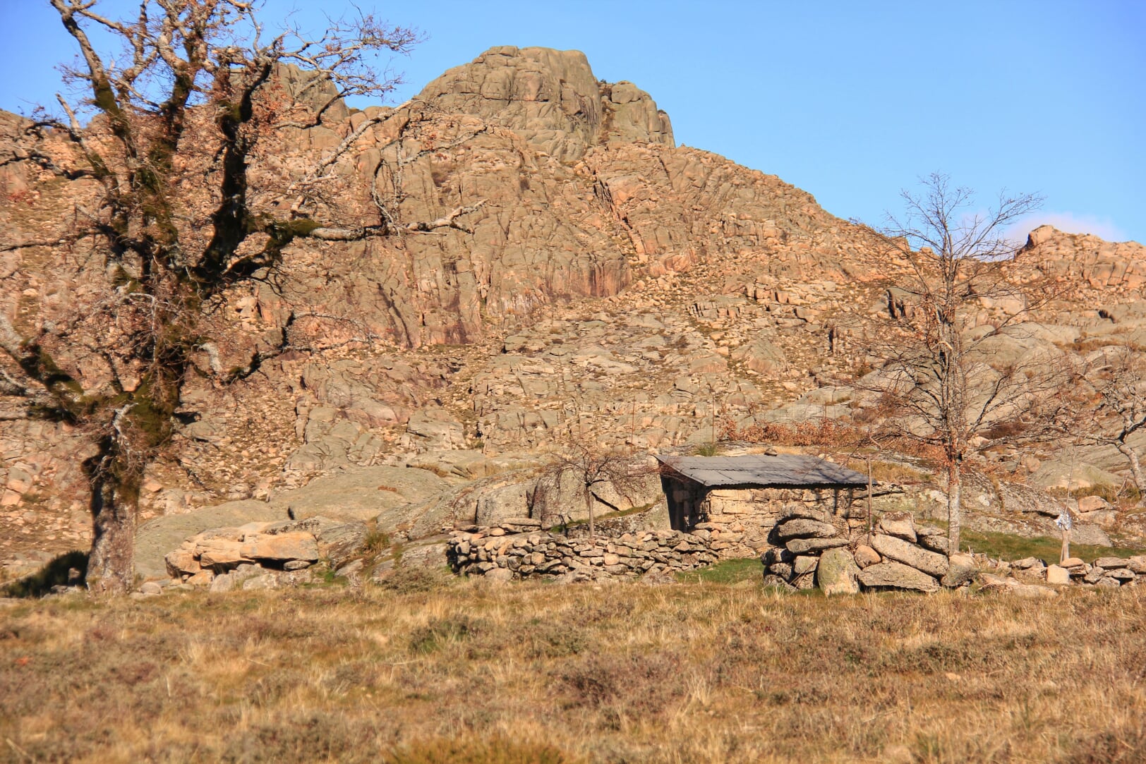 IMG_9048-01 Cabra-Montês – Capra Pyrenaica