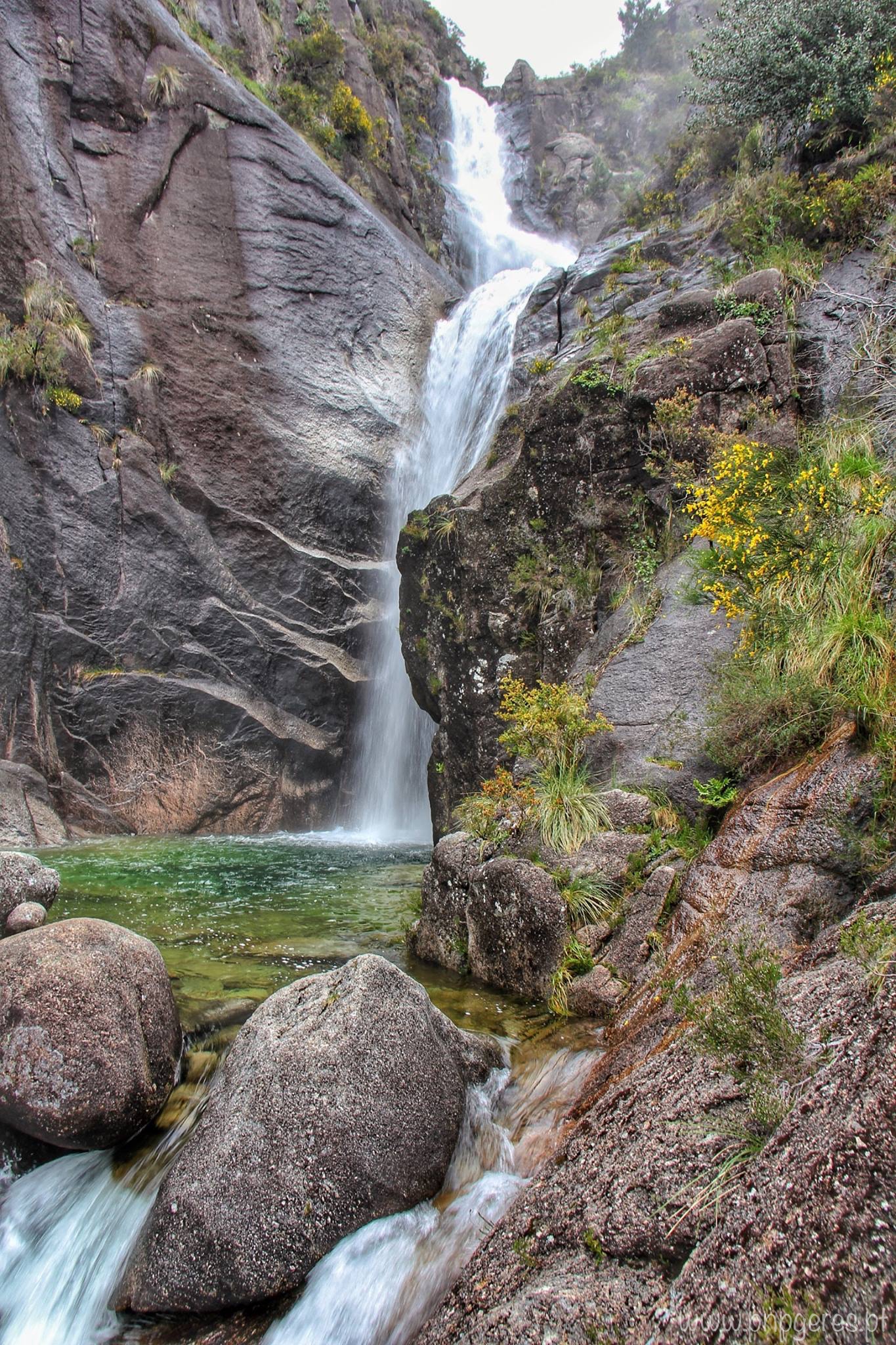 Fecha-da-Pombeira-I Cabra-Montês – Capra Pyrenaica