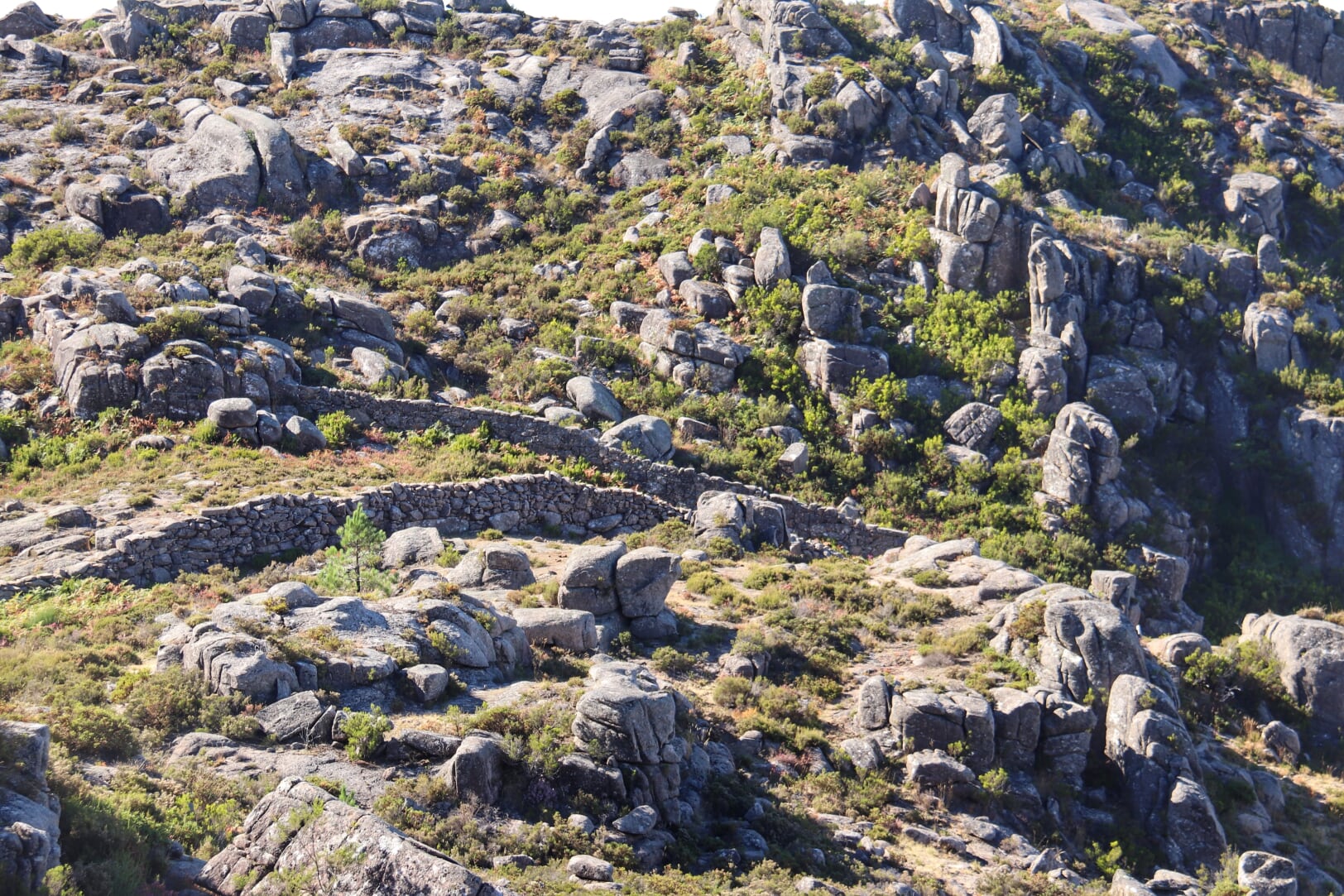 IMG_3257-01 Cabra-Montês – Capra Pyrenaica