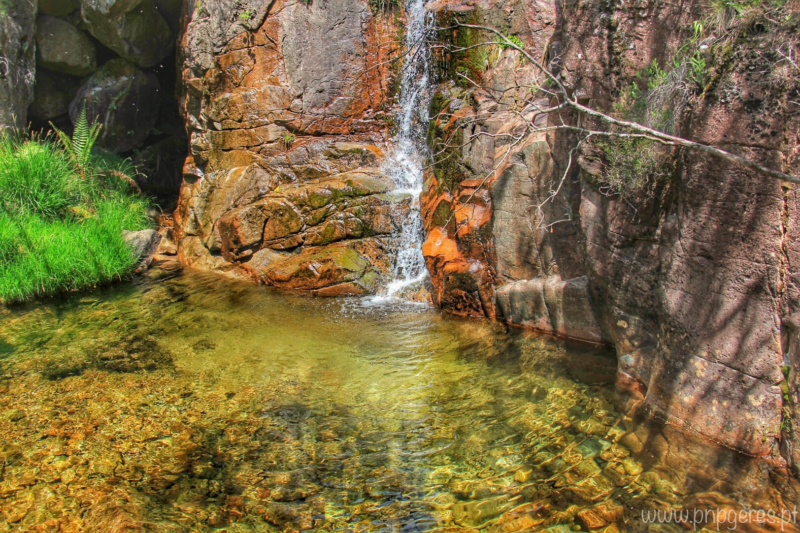 Laranja Cabra-Montês – Capra Pyrenaica