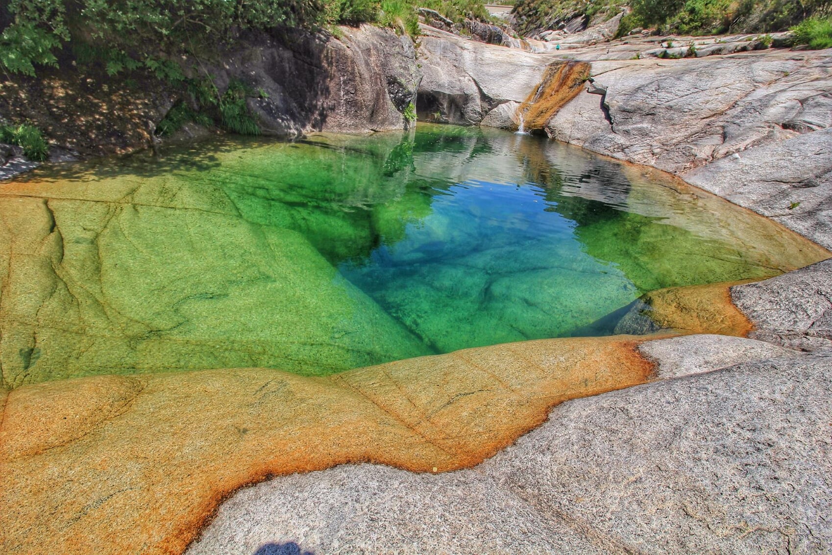 19055147_1459577164101971_7918033133443818537_o Cabra-Montês – Capra Pyrenaica