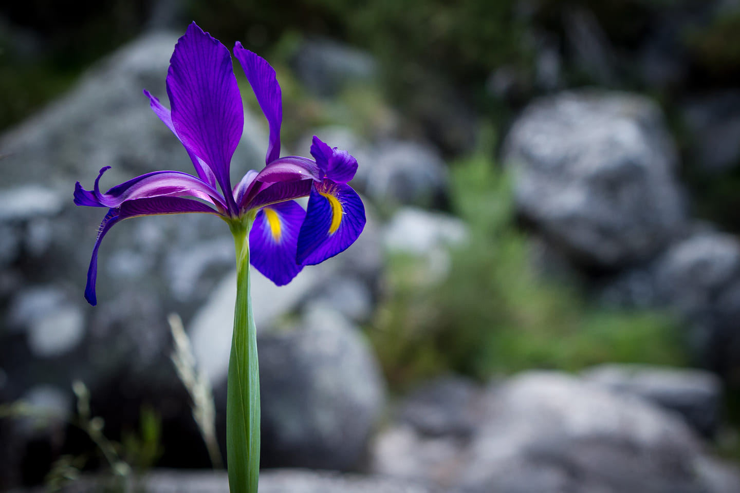 64216366_2598575713488578_2596360708853596160_o Cabra-Montês – Capra Pyrenaica
