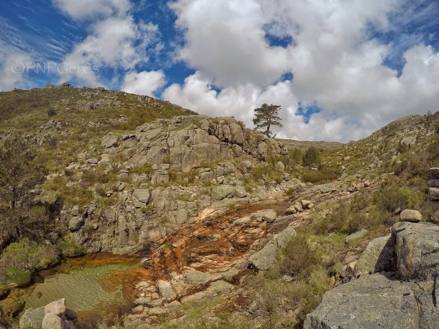 Pinheiro_01 Cabra-Montês – Capra Pyrenaica
