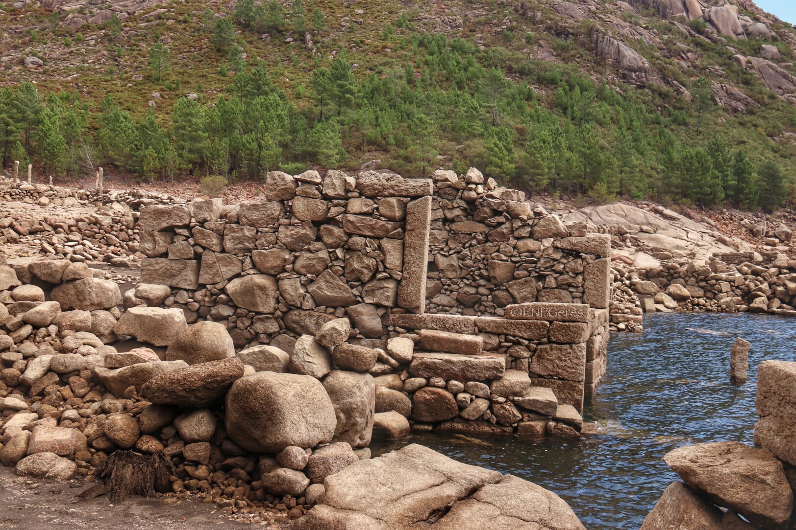 AVFIV Cabra-Montês – Capra Pyrenaica