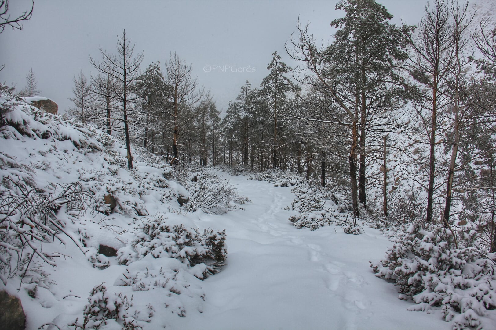 Estradão-NT Cabra-Montês – Capra Pyrenaica