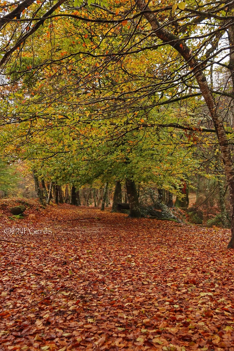 IMG_0092-01 Garranos no Parque Nacional