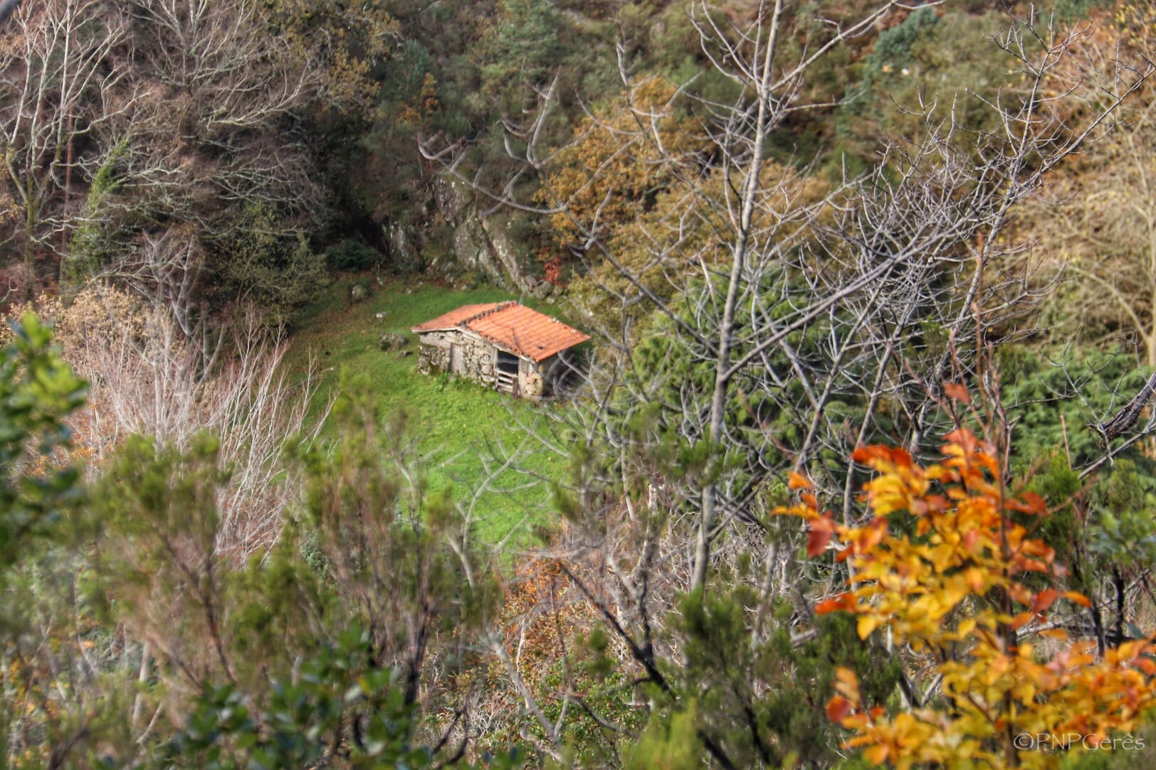 IMG_0095-01 Cabra-Montês – Capra Pyrenaica