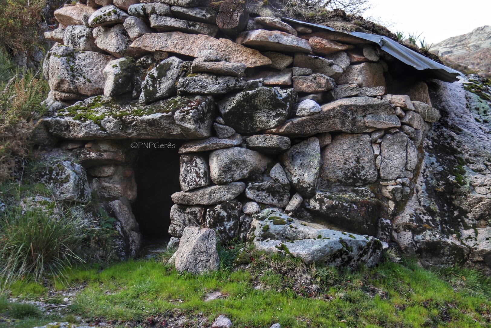 IMG_6967-01 Cabra-Montês – Capra Pyrenaica
