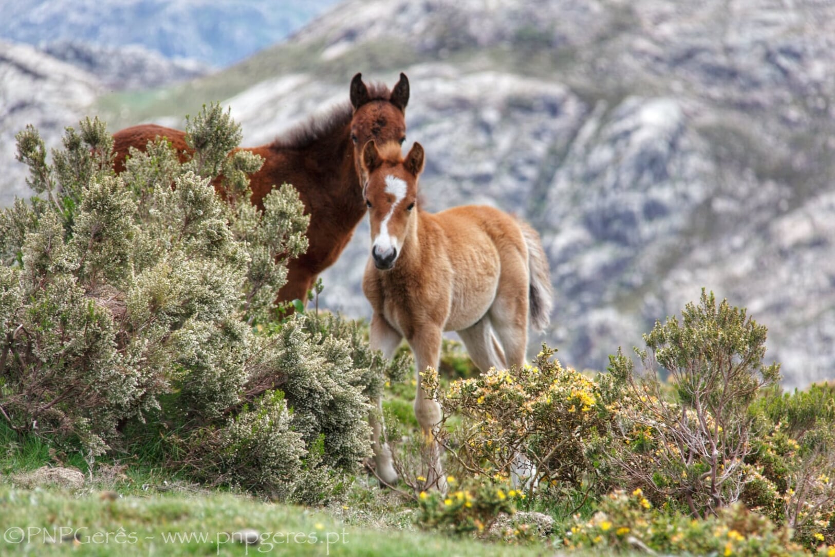 Garrano Cabra-Montês – Capra Pyrenaica