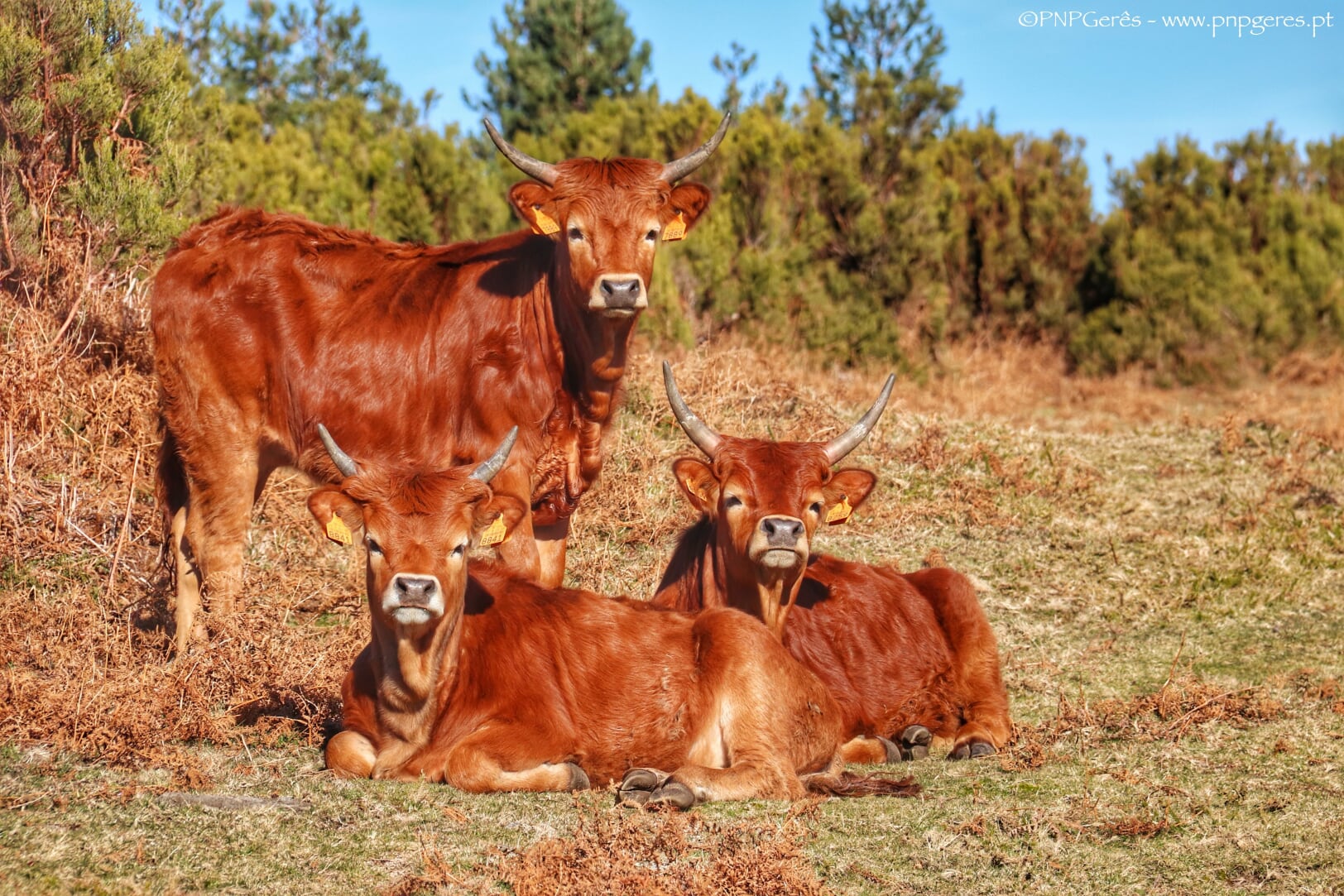 IMG_0735-01 Garranos no Parque Nacional