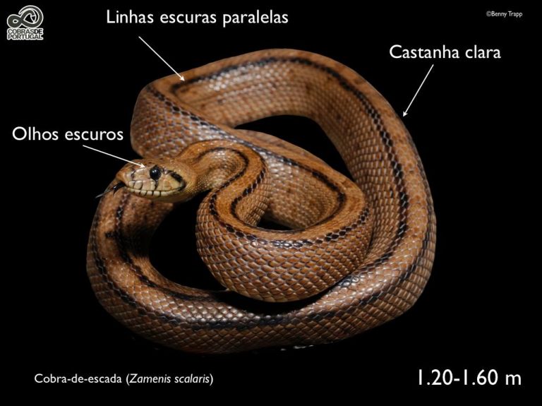 Cobras de Portugal – Parque Nacional
