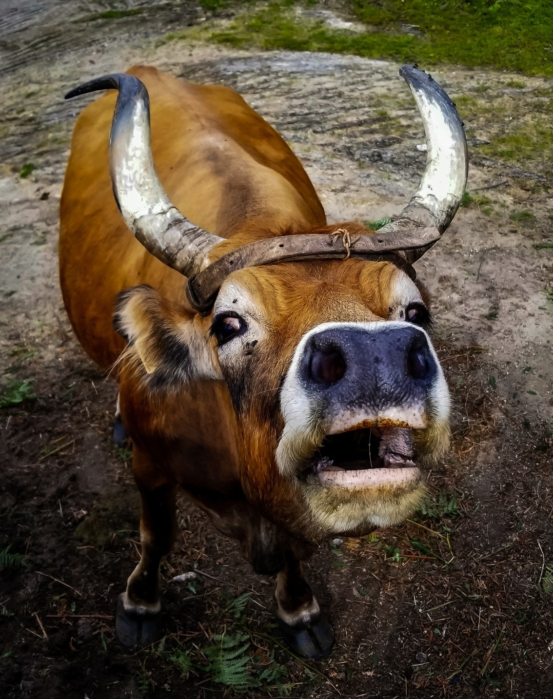 96417516_2255317218110454_2208355317543075840_o Garranos no Parque Nacional