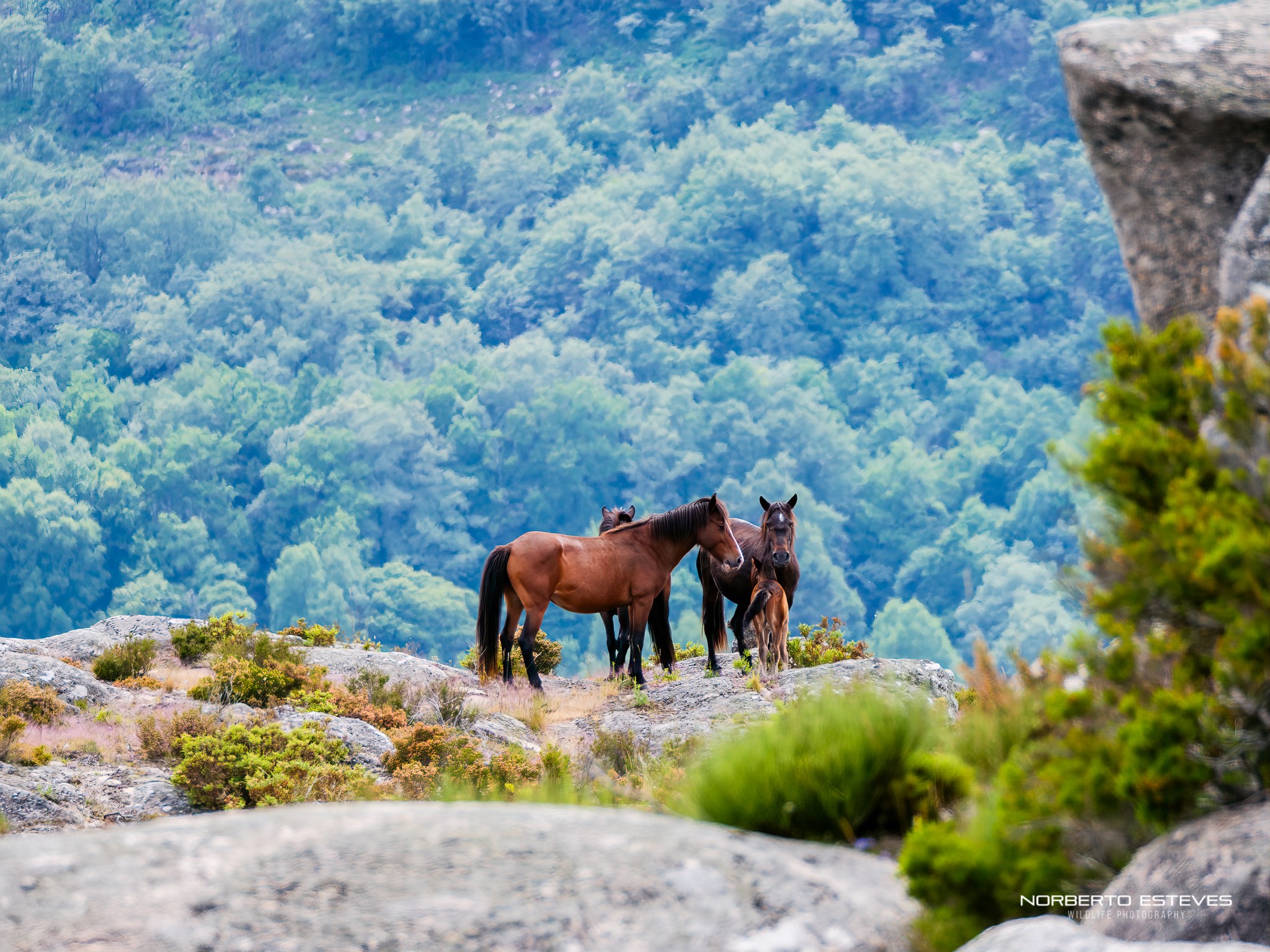 112754355_10221944086804620_8274321899181718112_o Garranos no Parque Nacional