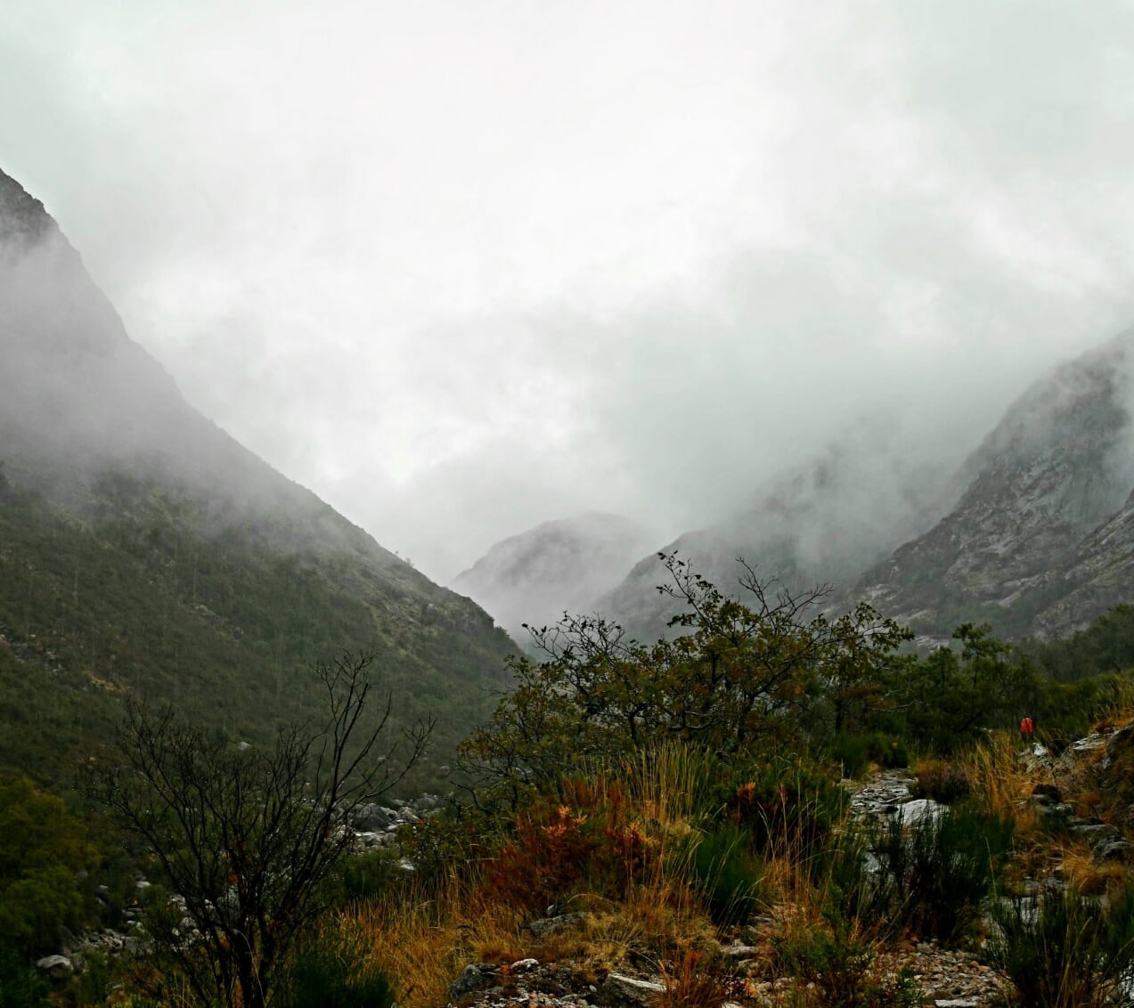 4C4FCCA8-DC02-4911-A940-A998B09A28A2 Garranos no Parque Nacional