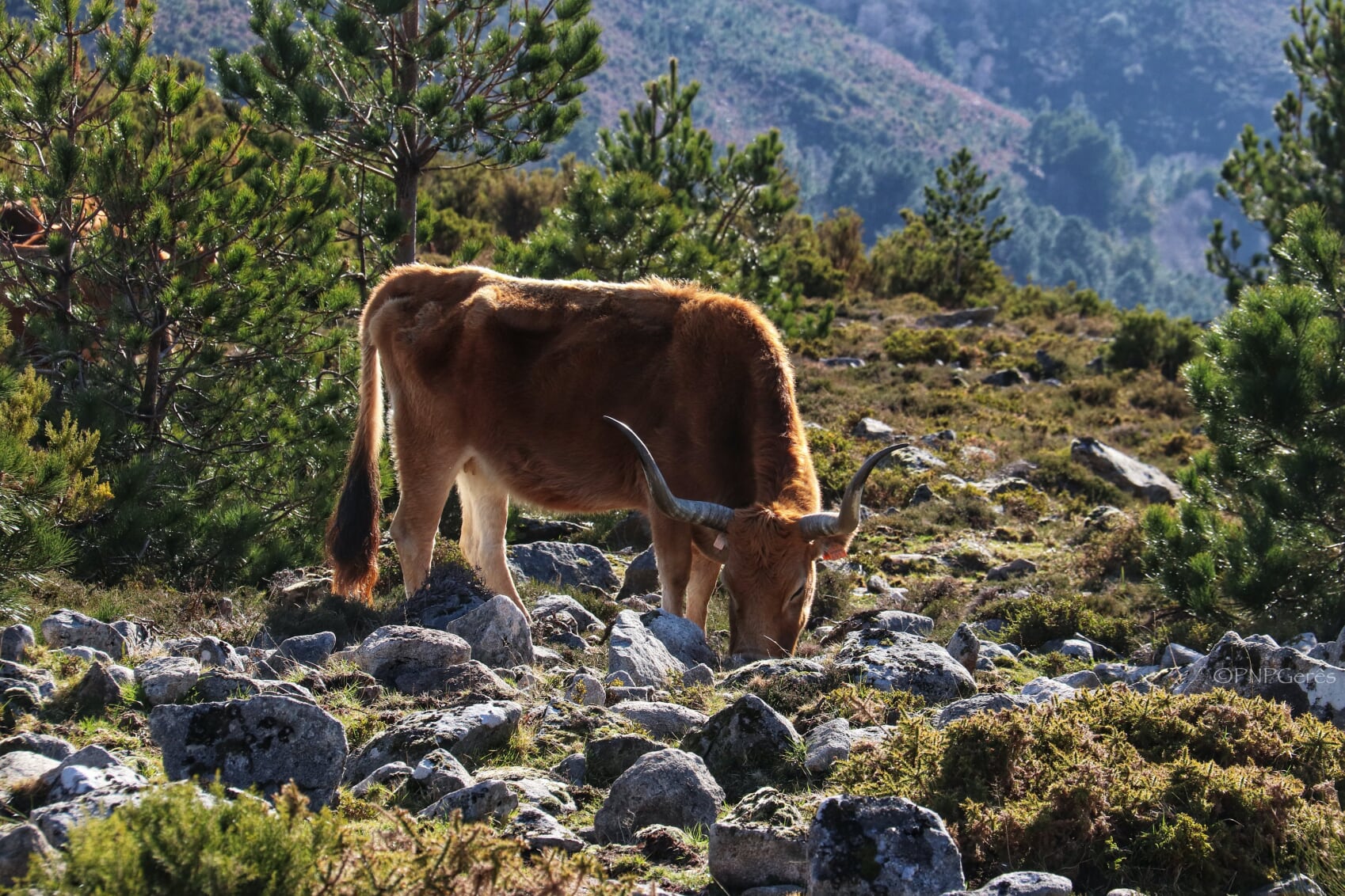 IMG_0741-01 Cabra-Montês – Capra Pyrenaica
