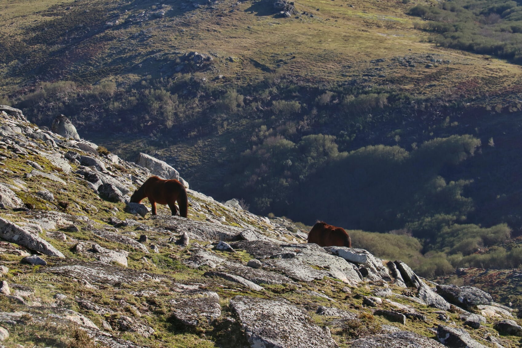 IMG_0803-01 Cabra-Montês – Capra Pyrenaica
