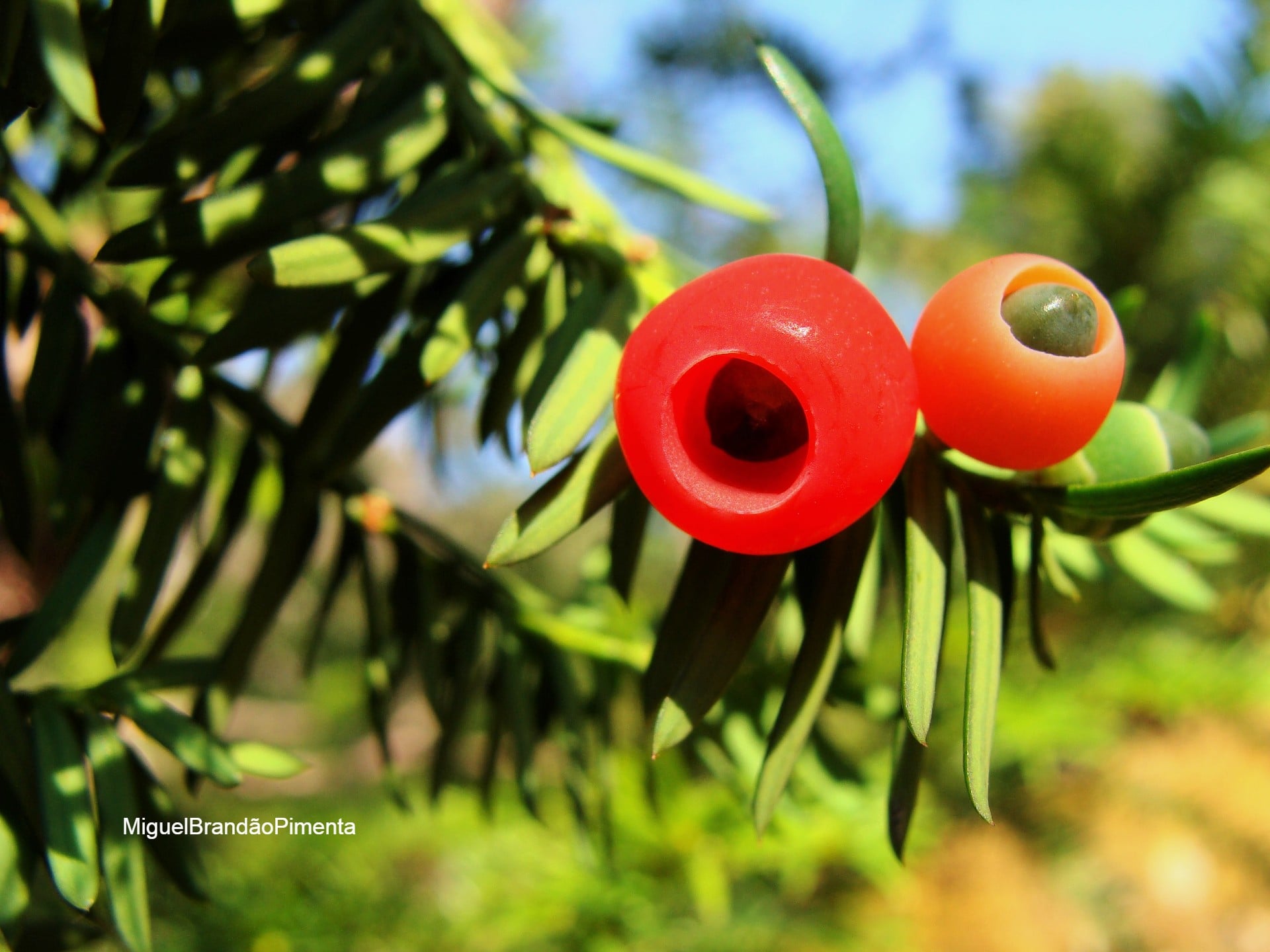 121158807_10217861028064897_777535524431637112_o Garranos no Parque Nacional