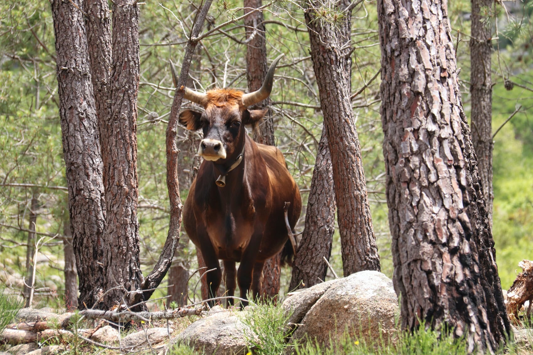 IMG_1493-01 Cabra-Montês – Capra Pyrenaica