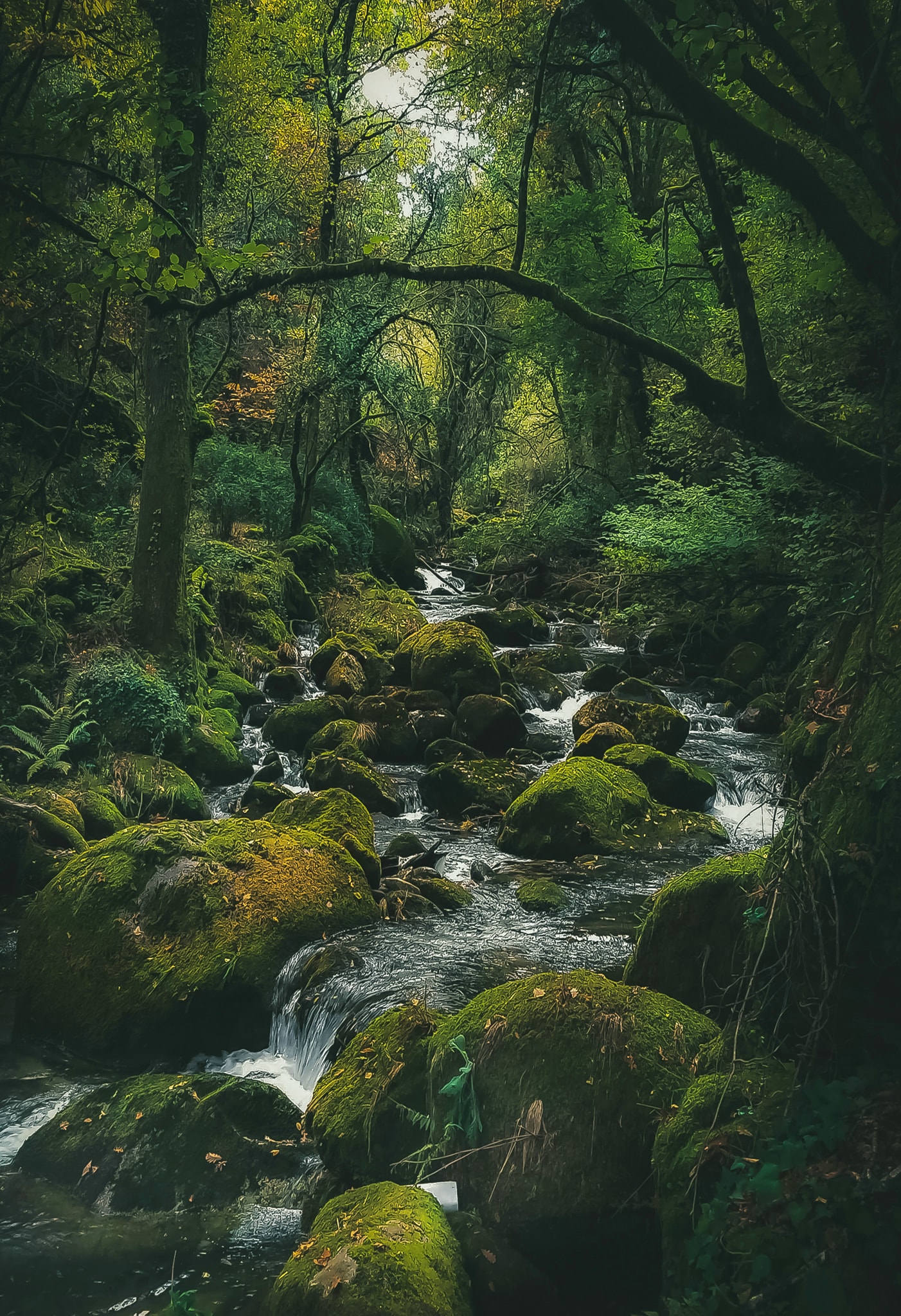 136089030_2438892826419558_4504015263329572485_o Cabra-Montês – Capra Pyrenaica