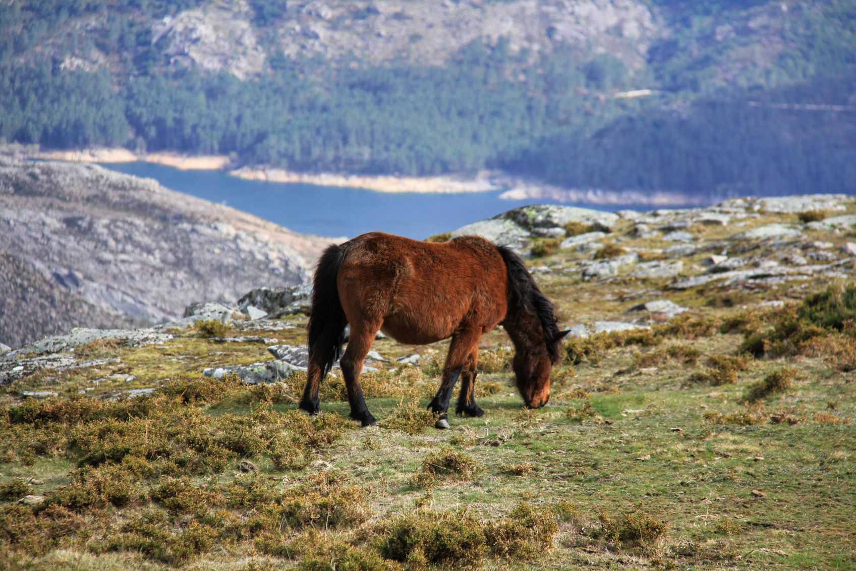 IMG_0724_PNPG-01 Cabra-Montês – Capra Pyrenaica