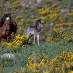 90937535_3214318765247600_6086512744889057280_o-150x150 Mundo animal PNPGerês – Cabra-Montês – Capra Pyrenaica