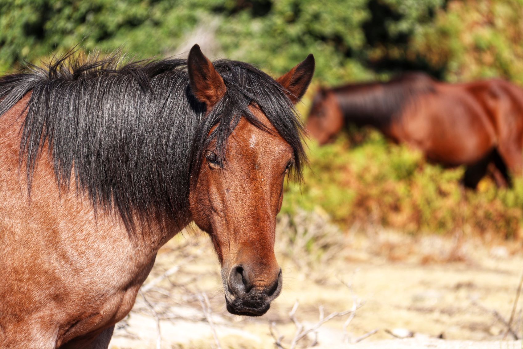 IMG_4437-01 Garranos no Parque Nacional