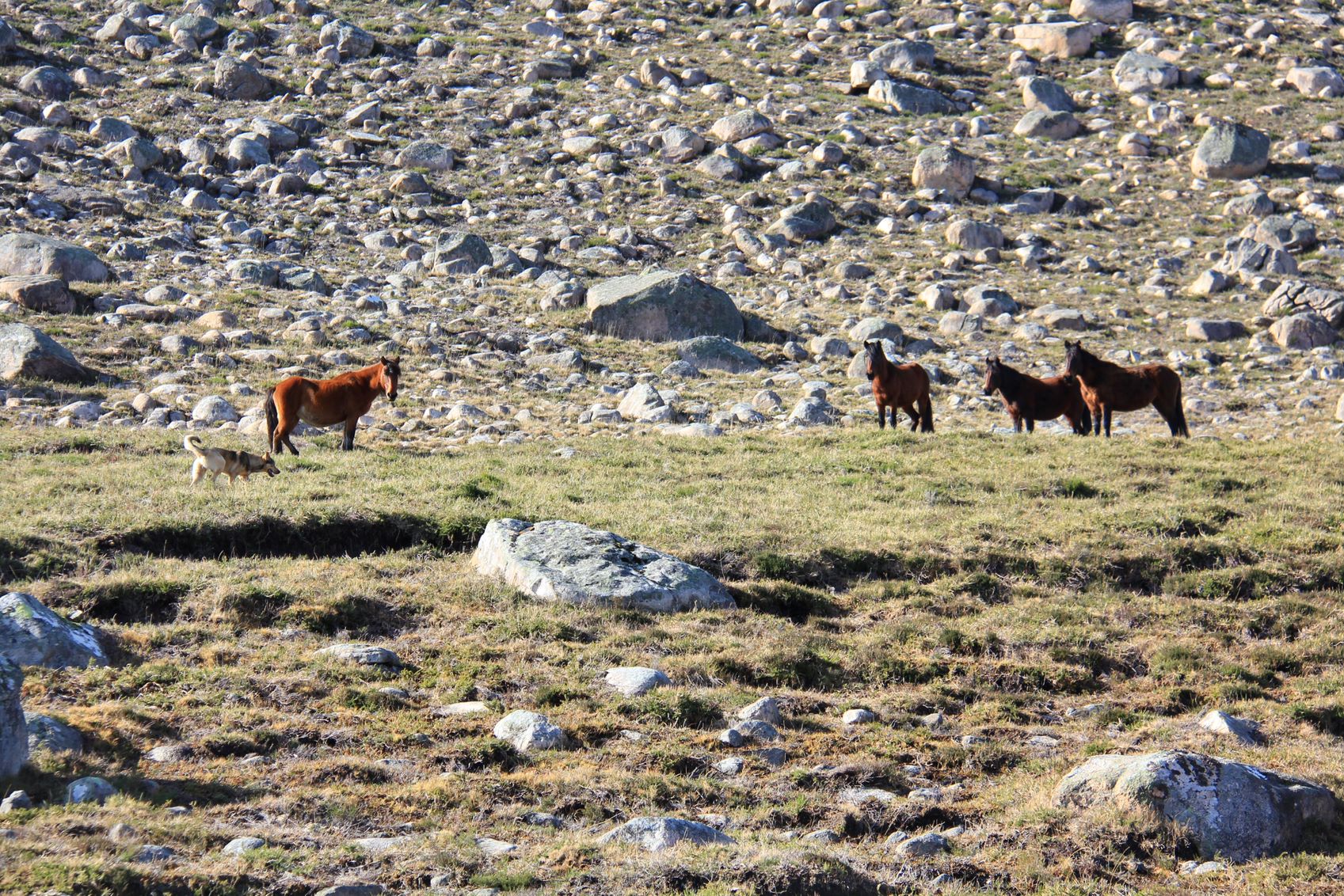 IMG_5621-01 Cabra-Montês – Capra Pyrenaica