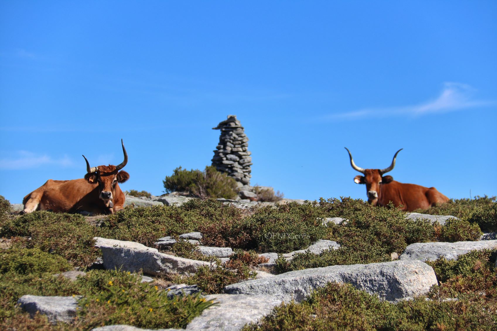 Mariola-31-1 Cabra-Montês – Capra Pyrenaica