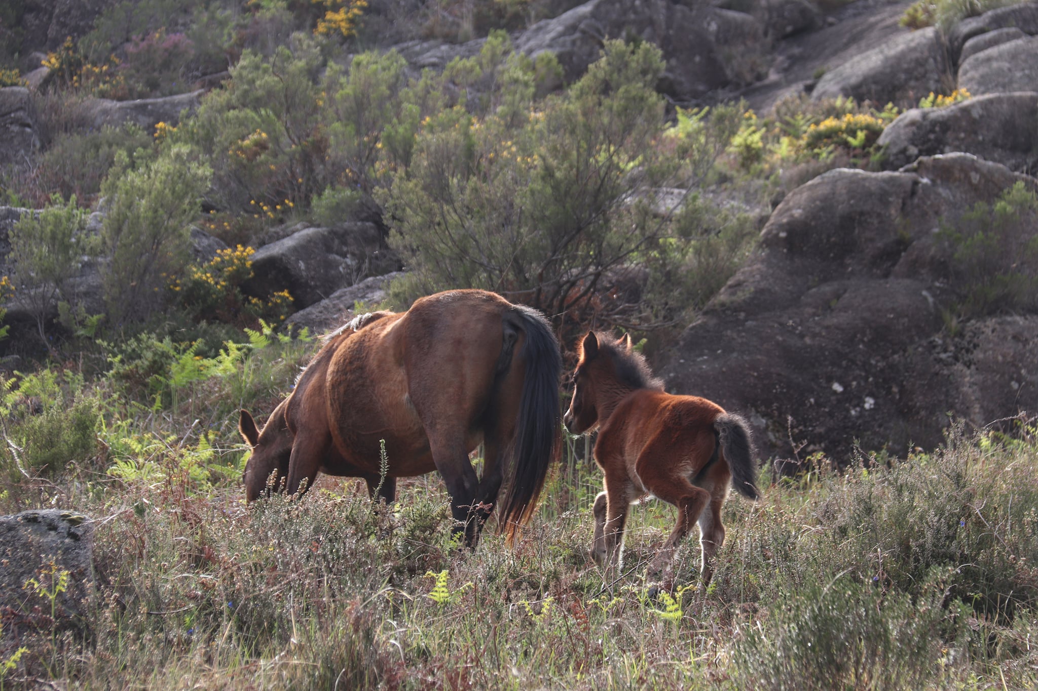 175667135_1833455780151432_4249204466975314387_n Cabra-Montês – Capra Pyrenaica