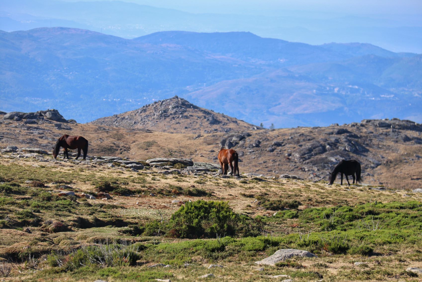 Garrano1-1 Garranos no Parque Nacional