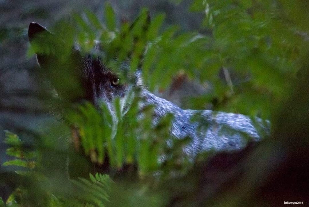 172465350_4325181837494615_9059729613782181562_n Cabra-Montês – Capra Pyrenaica