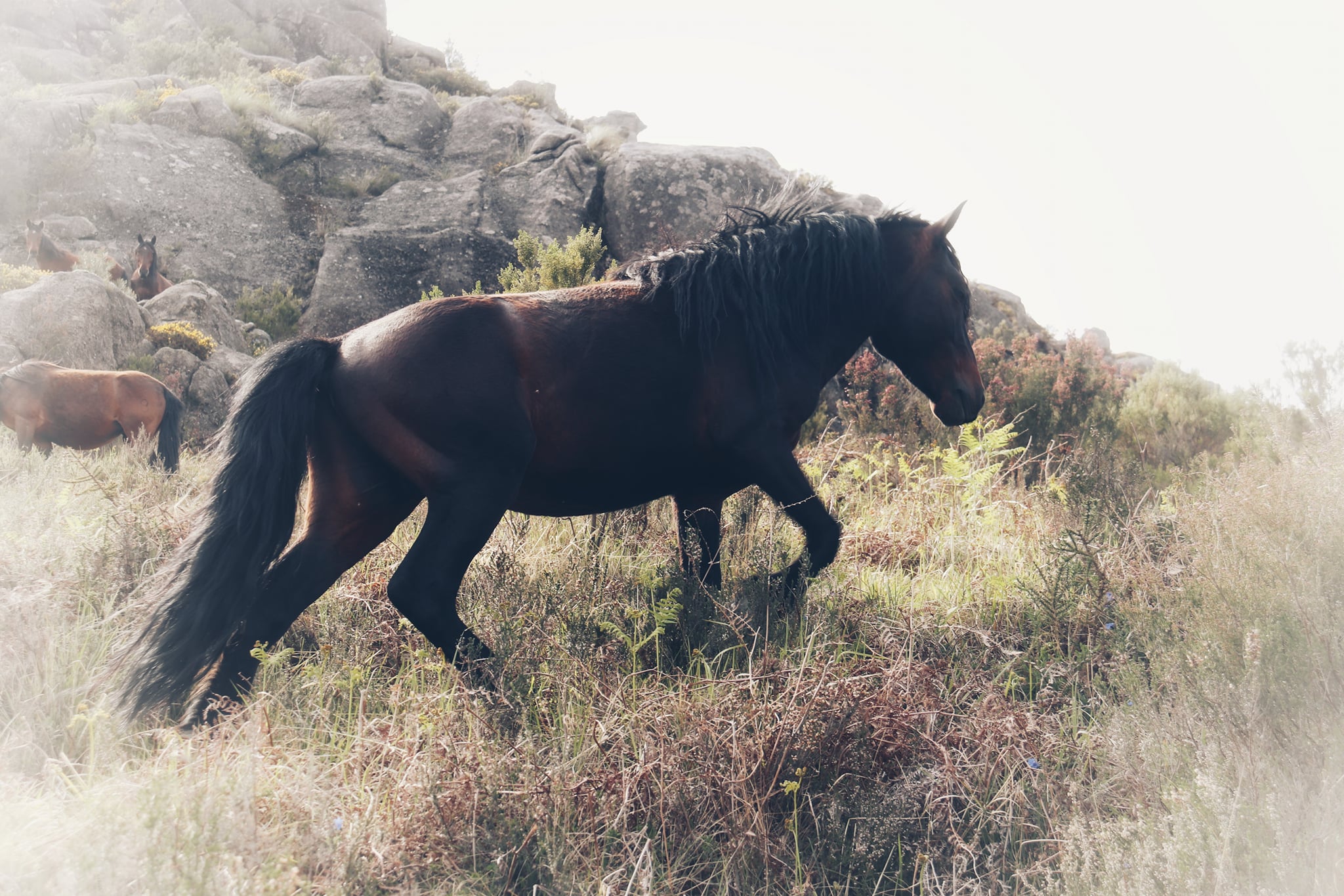 181768337_1844214125742264_3870038974382249623_n Garranos no Parque Nacional