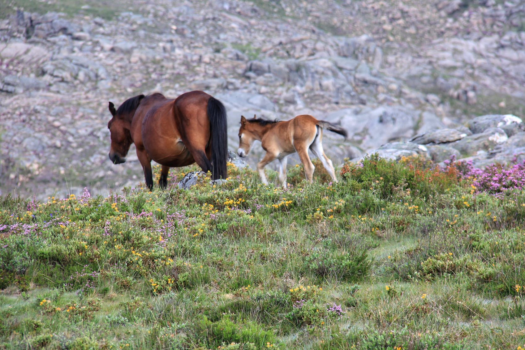 IMG_2386-01 Garranos no Parque Nacional
