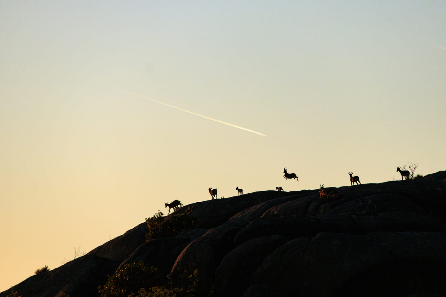 203109507_2976113446042010_3813862401951521333_n Garranos no Parque Nacional