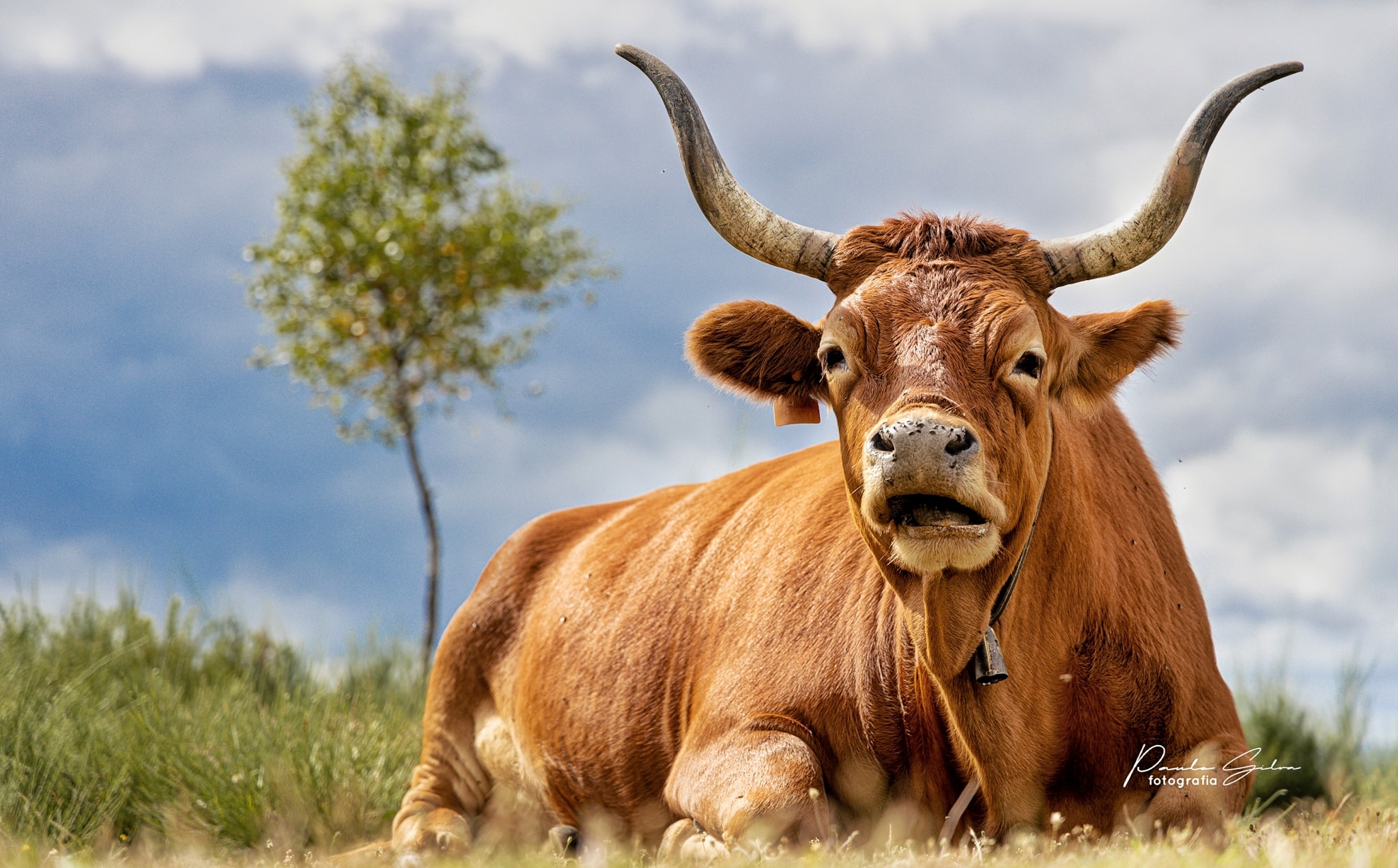 215157597_4889742124386153_7076196934034495856_n Garranos no Parque Nacional