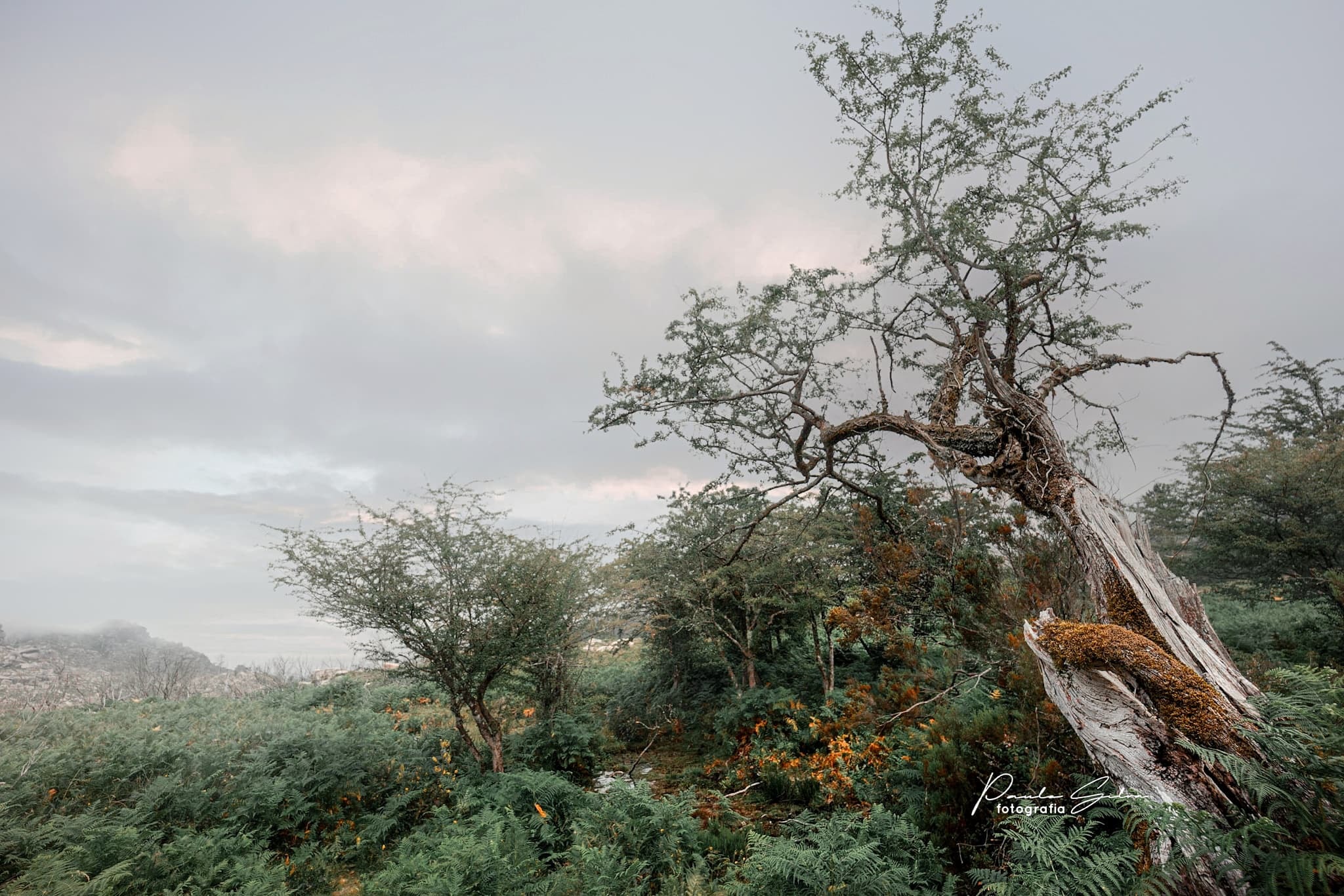 222456205_4934334389926926_496619657373043495_n Garranos no Parque Nacional