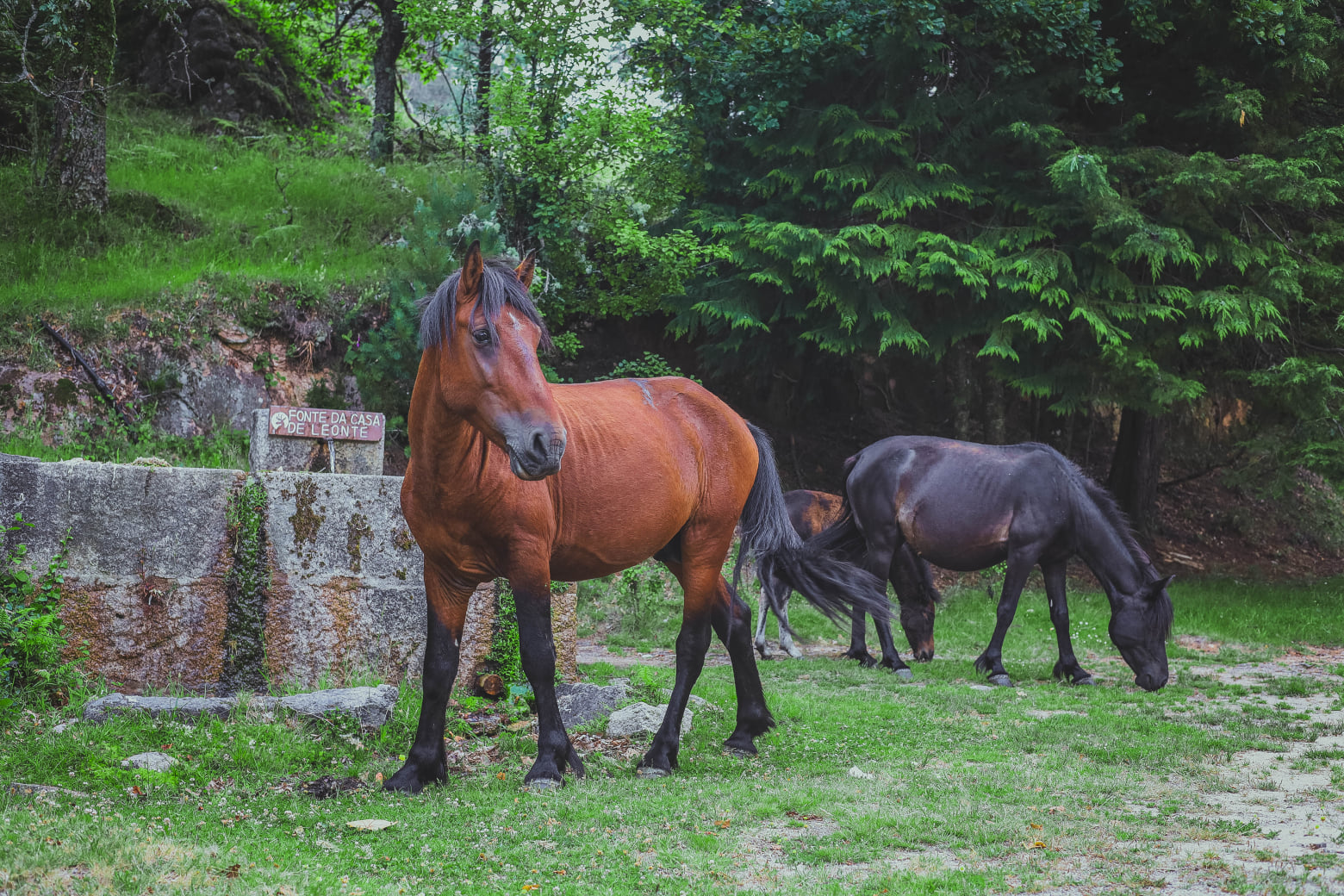 224019853_5747231788685068_2596514974192480480_n Garranos no Parque Nacional